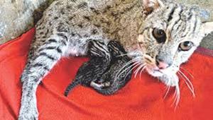 fishing-cats-extinction.jpg