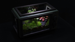 DIY terrariums make nature accessible for busy urbanites