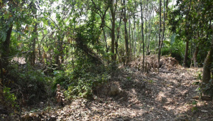 Morar Bhita lies hidden behind thick betel leaf gardens, swamps, and dense jungle. Photo: Star