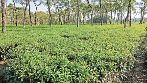 tea-cultivation.jpg
