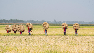ED_1-Paddy_field.jpg