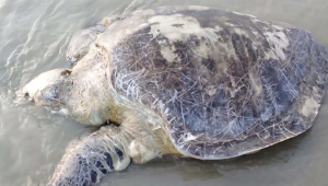 Three turtles of rare species washed ashore along Kuakata sea beach in the past 14 days. Photo: Star
