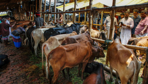 Bangladesh qurbani cattle market economic problems