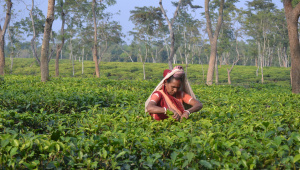 OP2_Tea_workers_day.jpg