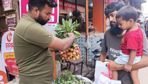 litchi production in Pabna 2026
