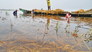 Paddy-hervest.jpg