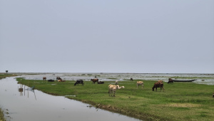 cattle.jpg