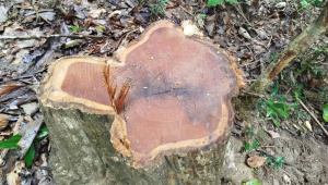 trees-felled-Satchari-park.jpg