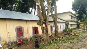 ED_2-tree_felling.jpg