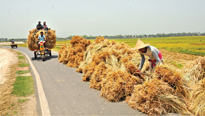 Harvest.jpg