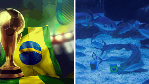 Shark predicts Brazil win and fans are loving it