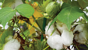 cotton.jpg