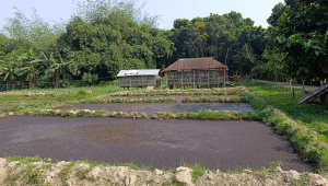 Amirul-farm-1.jpg