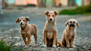 Baridhara DOHS free roaming dogs relocation