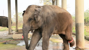 !_Samrat_captive elephant.jpeg