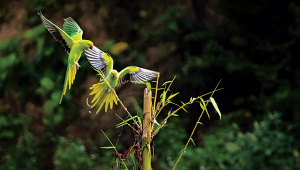 biodiversity9.jpg