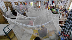 dengue.jpg