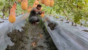 watermelon farming in Bagerhat
