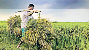 Boropaddy.jpg