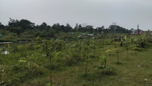 bagerhat_saplings.jpg