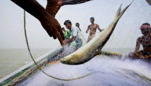 hilsa fishing