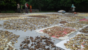 Amchur brightens 1.jpg