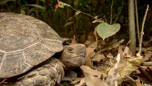 Asian Giant Tortoises.jpg