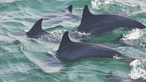 dolphin.jpg