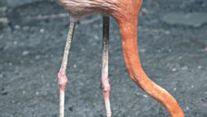 flamingo.jpg