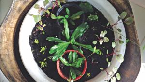 Get winter veggies from your own garden!