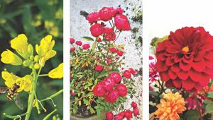 Loving and Living with Plants