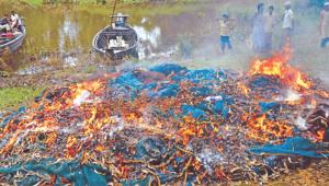 national heritage Hilsa fish.jpg