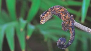 smooth parachute gecko.jpg