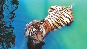Sundarban doesn't belong to Bangladesh