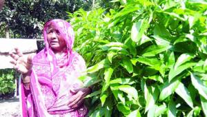 village of herbs.jpg