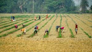 agricultural-microinsurance.jpg