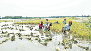 south-asia-agricultural-progress.jpg