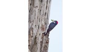 acorn-woodpecker.jpg