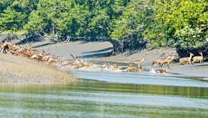 Spotted Deer crossing a canal near Kokilmoni