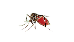 Dengue dengue mosquito