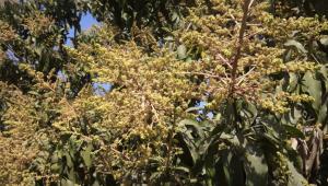 mango-flowers.jpg