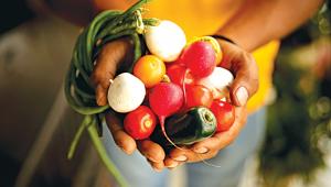 Food distribution system.jpg