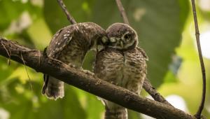 spotted-owlet_national_botanical_garden_mohammad_ridwanur_rahman_10.jpg