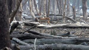 Finding balance and peace with nature