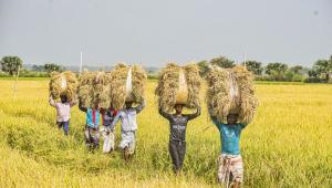 Bangladesh paddy farmers mostafa sabuj.jpg