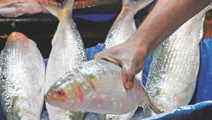 hilsa.jpg