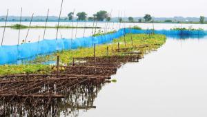 Heavy rainfall causes Tk 133.43 crore loss in fisheries sector in Jashore.jpg