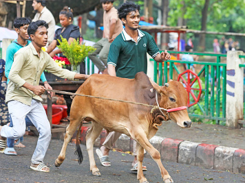 cattle price drop in Bangladesh Eid market 2026