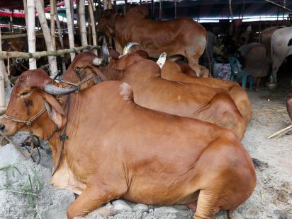 Sacrificial Animal waste to be cleaned in 24 hours