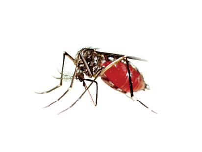 Dengue dengue mosquito
